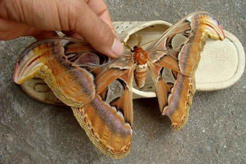 20120701 Atlas moth (Attacus atlas) 아틀라스나방 아트라스나방 인도네시아큰나방.jpg 날개 길이만 30㎝…‘자이안트 나비’ 경악 